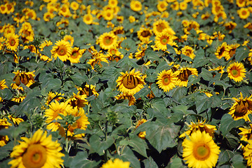 Image showing Sunflowers Meadow, Tuscany