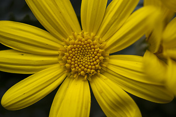 Image showing Daisy Flowers in a Garden
