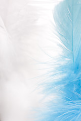 Image showing colorful feathers background