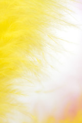 Image showing colorful feathers background