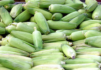 Image showing Green corn