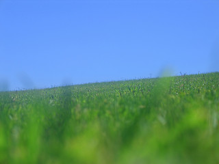 Image showing Grass sky