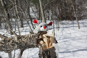 Image showing Mouse in the forest.