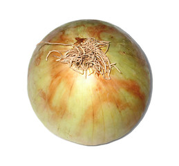 Image showing Onion bottom