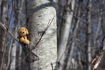 Image showing Cute dog in a tree