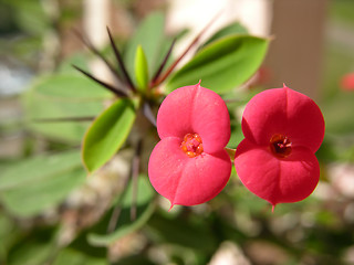 Image showing Flowers