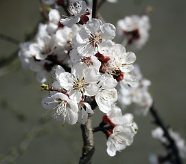 Image showing Apricot flowers