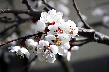 Image showing Apricot flowers