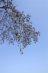 Image showing Maple branches