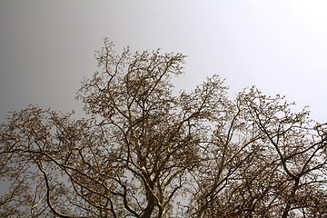 Image showing Maple branches