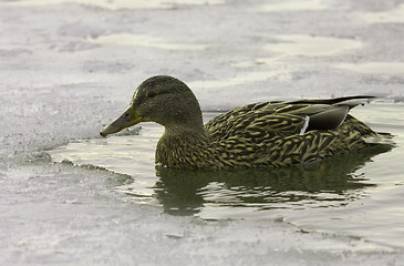 Image showing Mallard in the water