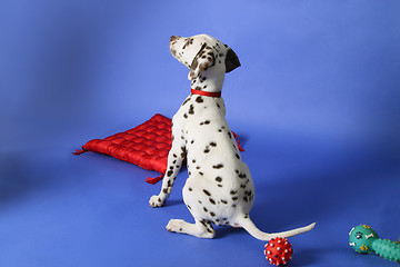 Image showing Dalmation