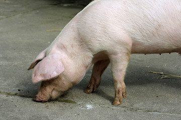 Image showing Young Pig