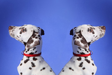 Image showing Dalmation