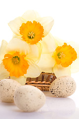 Image showing Daffodils and