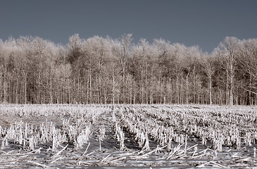 Image showing Infrared Farm - Winter Stubble