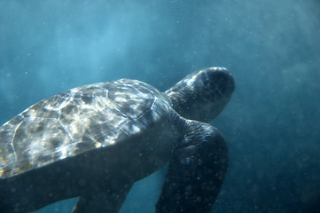 Image showing Turtle underwater