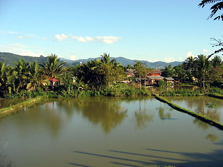 Image showing Flooded rice fields. Luang Nam Tha. Laos