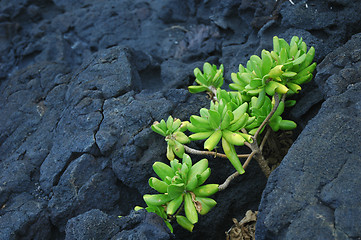 Image showing Green plant on rock