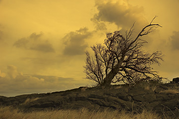 Image showing Dry land