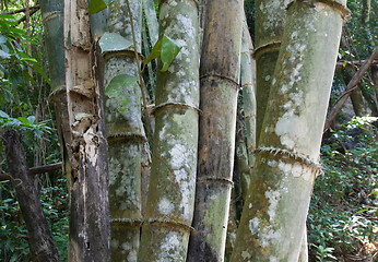 Image showing Stems bamboo tree in white mildew