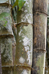 Image showing Stems bamboo tree in white mildew
