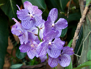 Image showing Flowerses to blue orchids