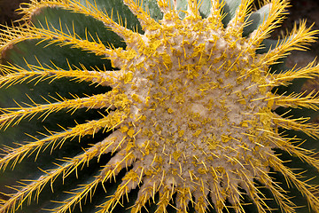 Image showing Thai cactus in park Nong Nuch