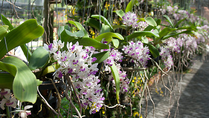 Image showing Orchids grow in pot