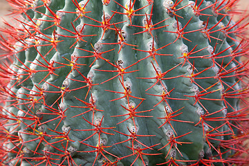 Image showing Blue cactus with red needle