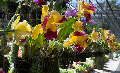 Image showing Orchids grow in pot