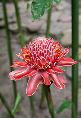 Image showing Red tropical flower