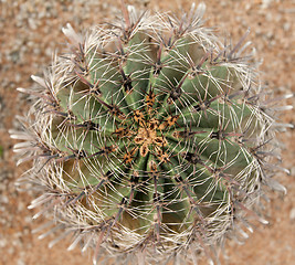 Image showing Cactus with sharp needle