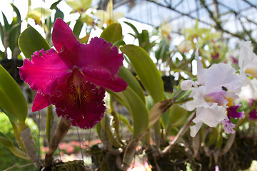 Image showing Orchid with violet