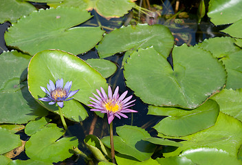 Image showing Two lilies with green sheet