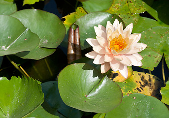 Image showing Lilies with green sheet