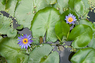 Image showing Two lilies with green sheet