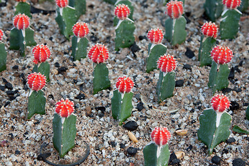 Image showing Cactuses with red head and needle