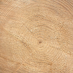 Image showing Wood rings