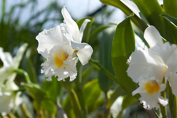 Image showing White orchids