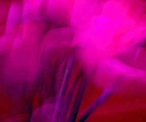 Image showing abstract flower