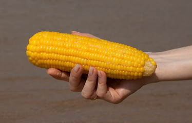 Image showing Yellow cob of the corn