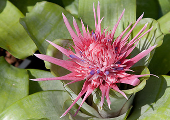 Image showing Red tropical flower