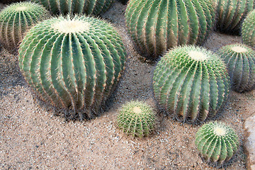 Image showing Greater round green cactuses
