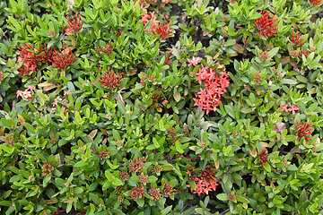 Image showing Green tropical herb