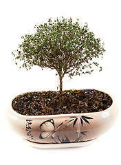 Image showing Dry green tree in japanese pot