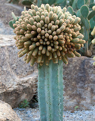 Image showing Blue cactus