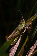 Image showing grasshopper 