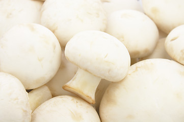 Image showing Fresh mushrooms