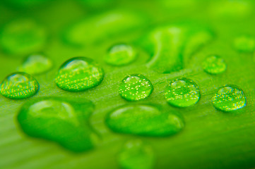 Image showing Water drops on plant leaf